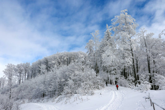 Wintery scene with snow covered tree branches in the distance, and a thick blanket of snow in the foreground. Thin clouds blow rapidly across a blue sky.