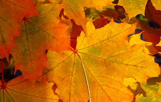 Maple leaves in autumnal hues of orange, yellow and red.